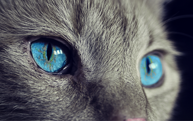 Cum văd pisicile: imaginile care surprind lumea prin ochii lor (GALERIE FOTO)