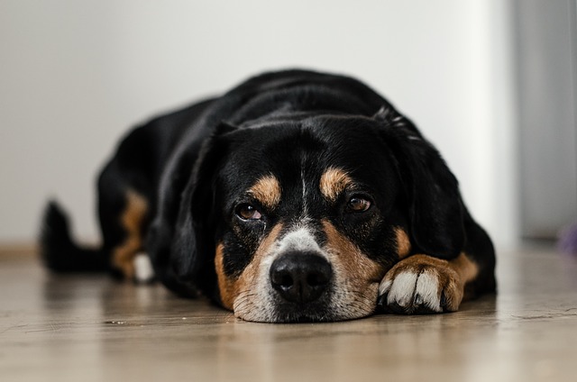 Tulburări gastrointestinale şi digestive la câini: tipuri şi cauze