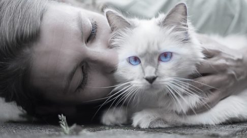 7 Lucruri pe care nu trebuie sa i le faci niciodata pisicii tale