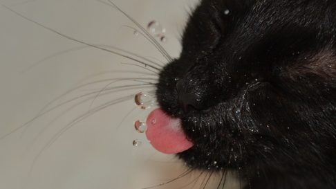 5 Moduri prin care sa te asiguri ca pisica ta se hidrateaza corespunzator