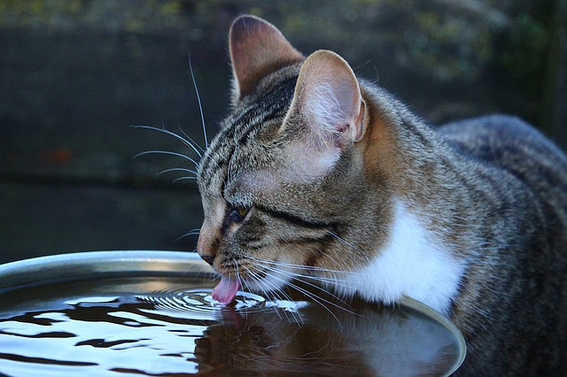 Cata apa bea pisica