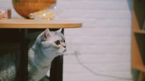 De ce se tem pisicile? Cele mai comune motive