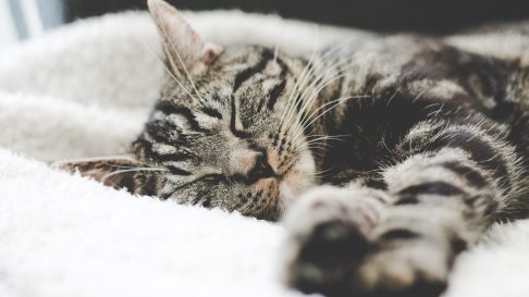 7 Semne care arata ca pisica ta are artrita