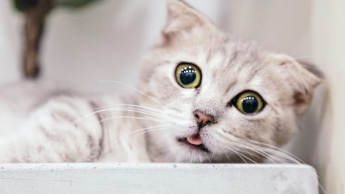 Lucruri interesante pe care NU le stiai despre pisici