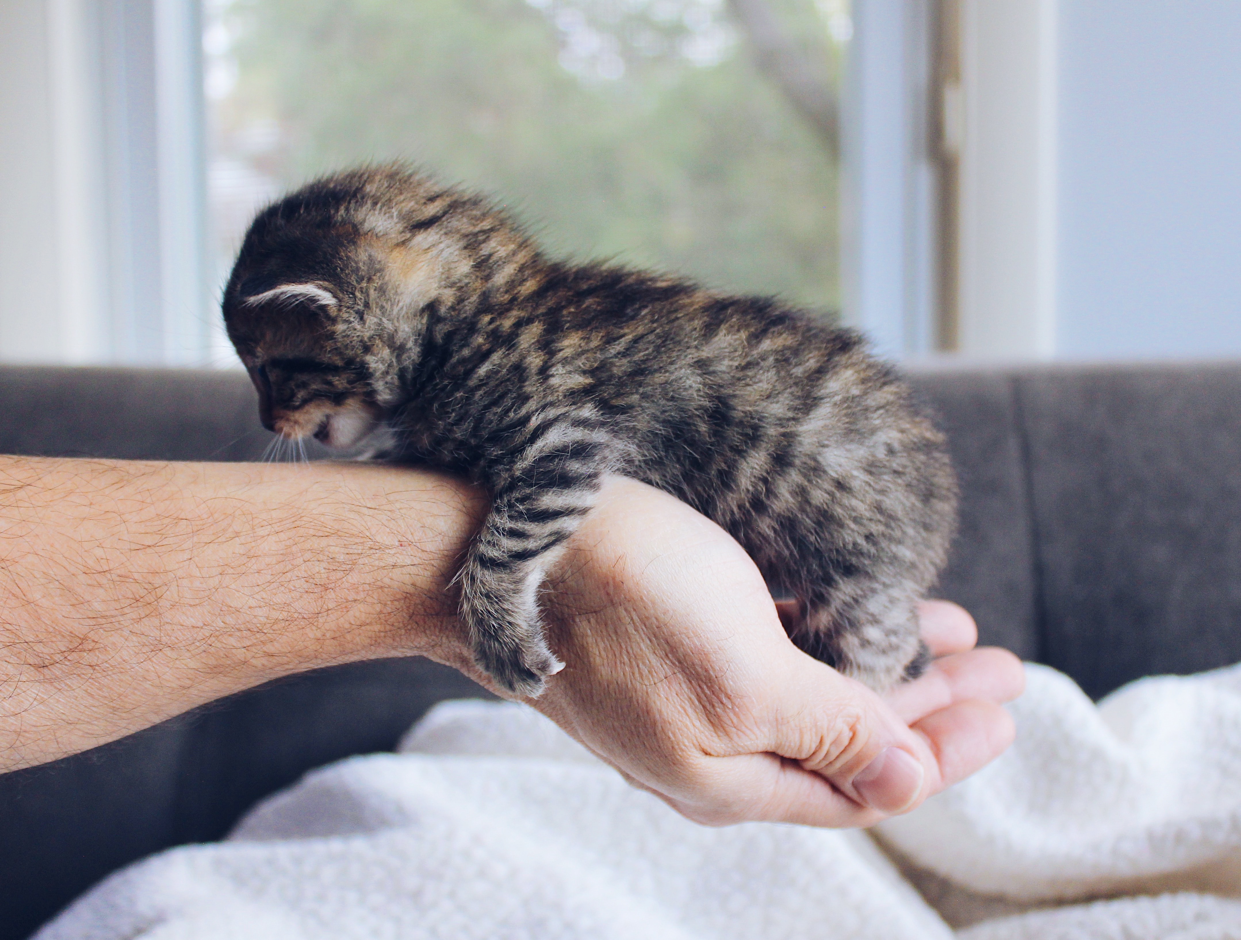 Tell Oak morale 10 Lucruri interesante despre puii de pisica - BLOG MobilePet